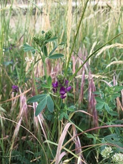 Medicago sativa