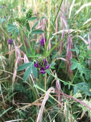 Medicago sativa