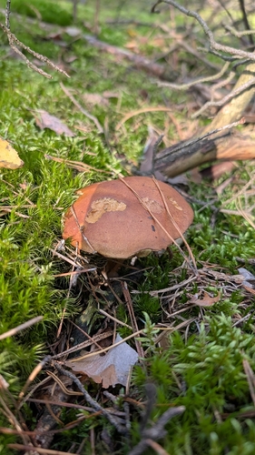 Bay Bolete