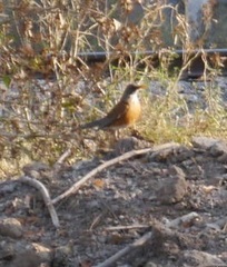 Turdus rufopalliatus
