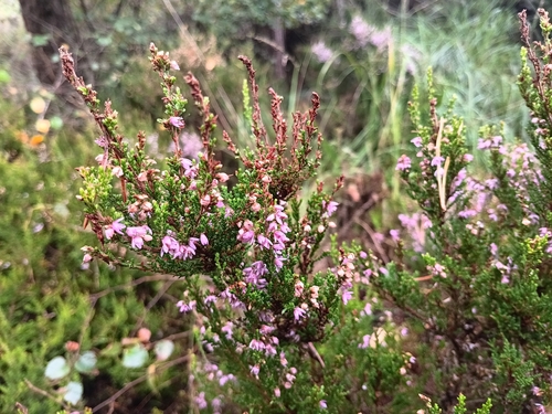 common heather