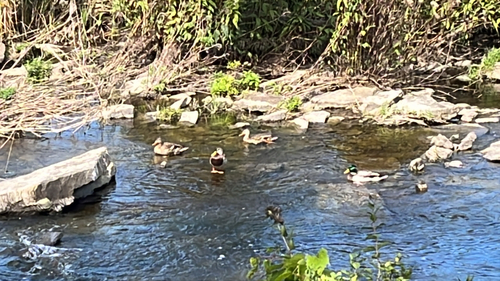 Mallard