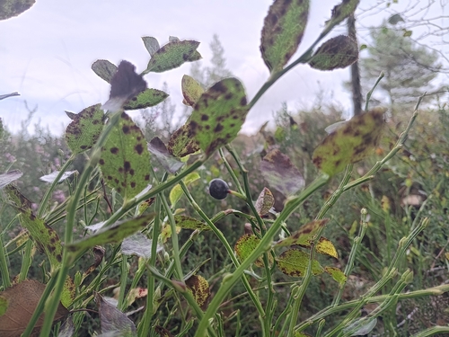 common bilberry