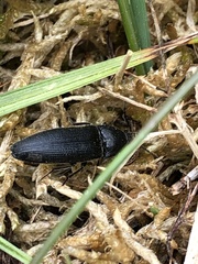 Melanotus punctolineatus