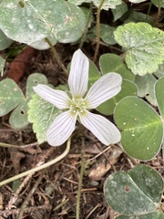 Oxalis oregana, photograph (c) Ryan Donnelly, some rights reserved (CC BY)