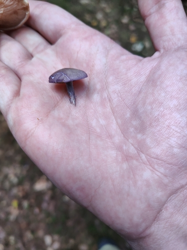 Violet Domecap