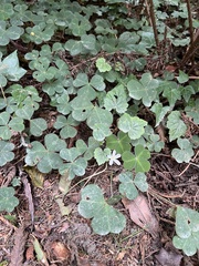 Oxalis oregana, photograph (c) Ryan Donnelly, some rights reserved (CC BY)