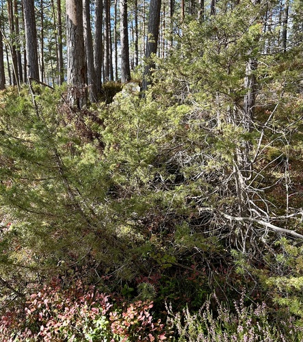 common juniper