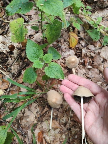 conical brittlestem