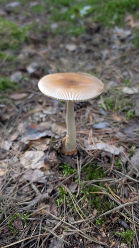 Tawny Grisette