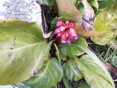 Bergenia