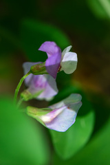 Lathyrus laxiflorus