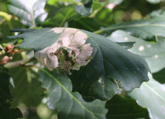 Phyllonorycter lautella