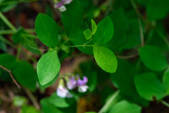 Lathyrus laxiflorus