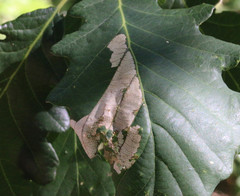 Phyllonorycter lautella