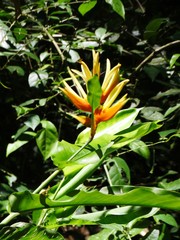 Heliconia longiflora