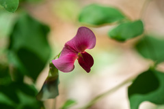 Lathyrus rotundifolius