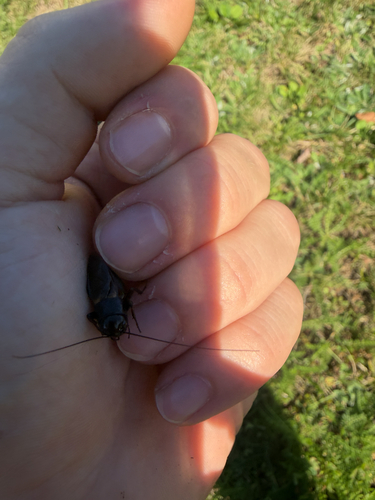 Fall Field Cricket