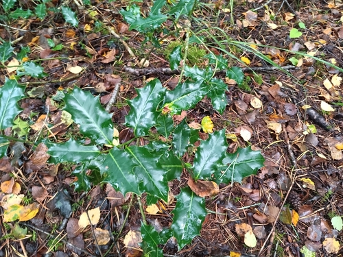 European holly