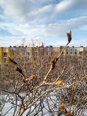 Sorbus sambucifolia
