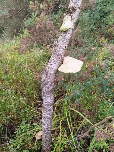 birch polypore