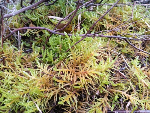 Neat Feather-moss