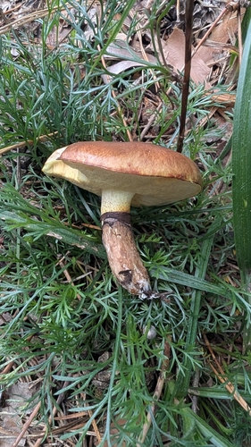 Purple-veiled Slippery Jack