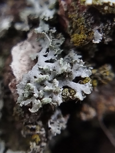 Fringed Rosette Lichen