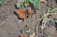 Melitaea arduinna