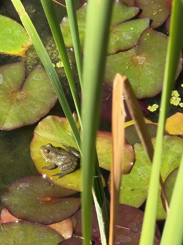 American Bullfrog seen in Sonoma Valley