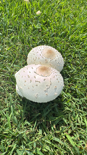 Green-spored Parasol