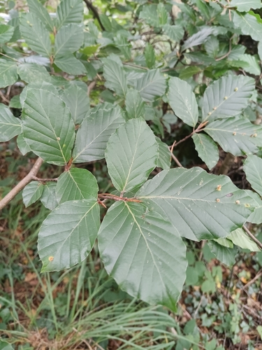 European beech