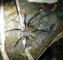 Dolomedes raptor