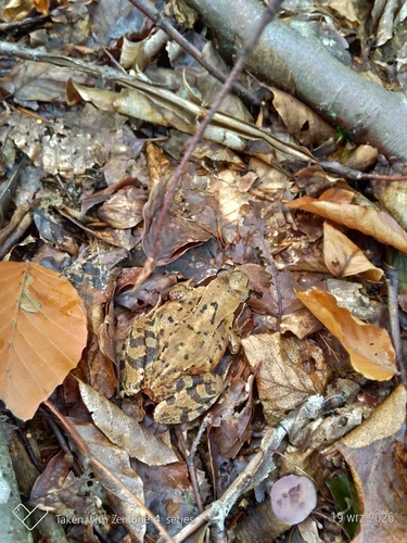 European Common Frog