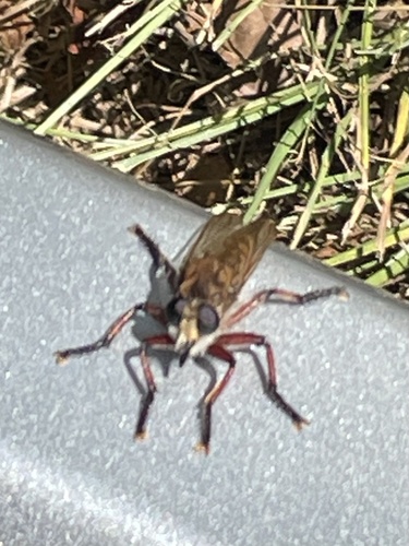Maroon-legged Lion Fly