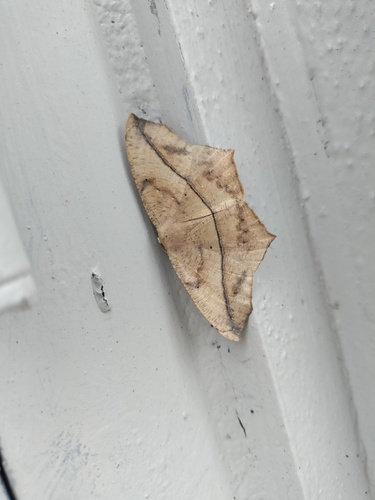 Large Maple Spanworm Moth