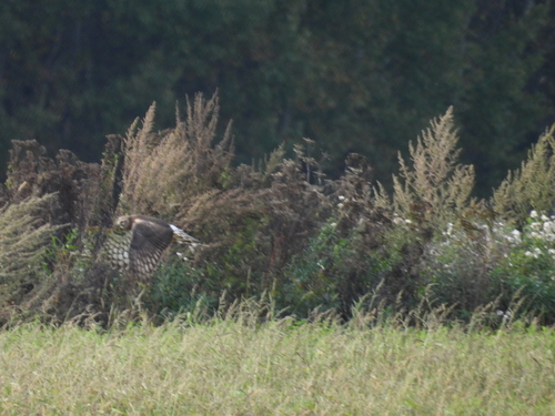 Hen Harrier