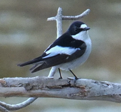 Ficedula speculigera