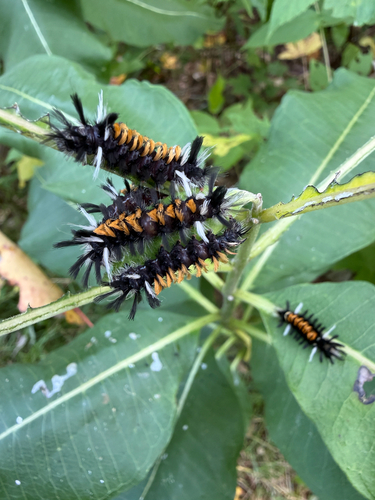Milkweed Tussock Moth