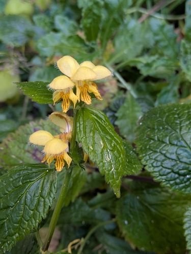 yellow archangel