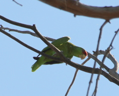 Amazona finschi × viridigenalis