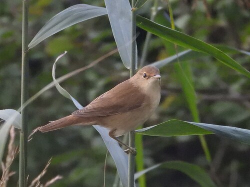Common Reed Warbler