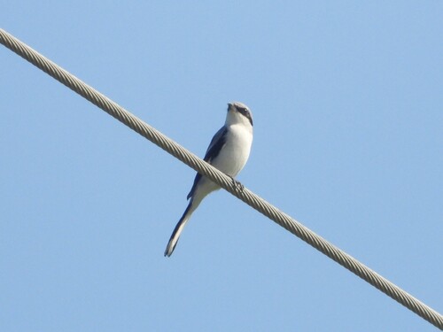 Great Gray Shrike