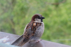 Passer domesticus