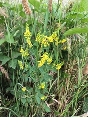 Melilotus officinalis
