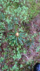 Rhododendron tomentosum