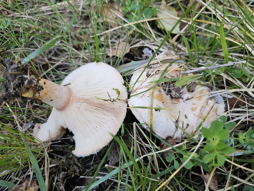Downy milk cap