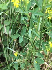 Melilotus officinalis