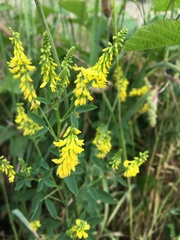 Melilotus officinalis