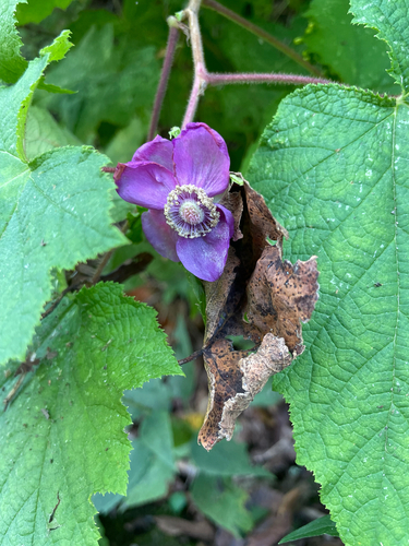 purple-flowered raspberry